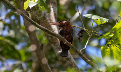 Galbalcyrhynchus leucotis
