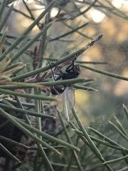 Entomophthora