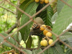 Agelaioides badius