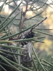 Entomophthora