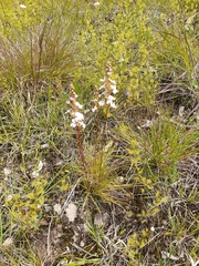 Stylidium graminifolium