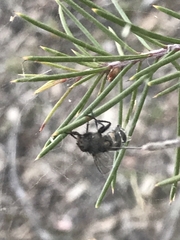 Entomophthora