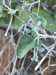 Bahiopsis triangularis