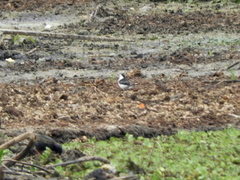 Fluvicola albiventer