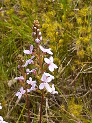 Stylidium graminifolium