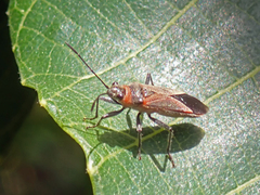 Arocatus rusticus