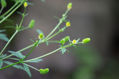 Ranunculus pensylvanicus
