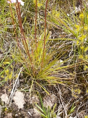 Stylidium graminifolium