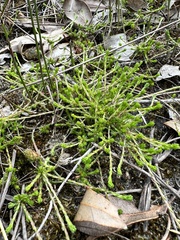 Stylidium repens