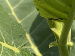 Bactrodes spinulosus