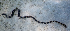 Hydrophis coggeri