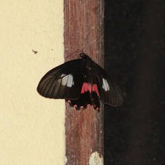Parides