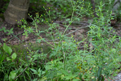 Ranunculus pensylvanicus