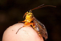 Echthromorpha agrestoria