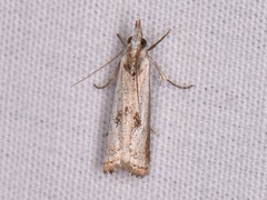 Microcrambus croesus