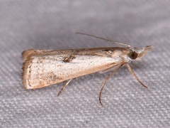 Microcrambus croesus