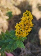Solidago elongata
