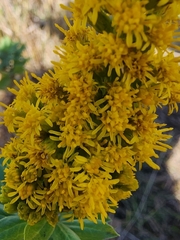 Solidago elongata