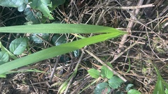 Anthoxanthum occidentale