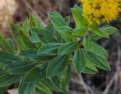 Solidago elongata
