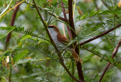 Certhiaxis mustelinus