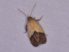Ponometia semiflava