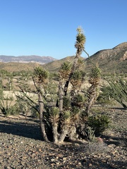 Yucca valida