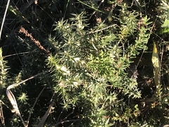 Melichrus urceolatus