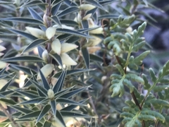 Melichrus urceolatus