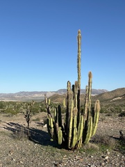 Lophocereus schottii