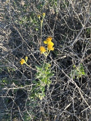 Bahiopsis triangularis