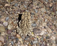 Incilius mazatlanensis