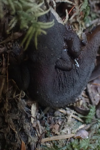 Rough-skinned Newt