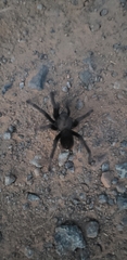 Aphonopelma johnnycashi
