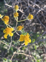 Bahiopsis triangularis