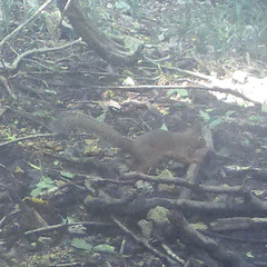 Sciurus lis