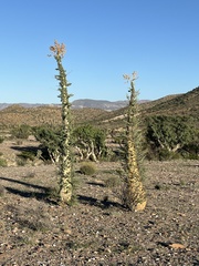Fouquieria columnaris