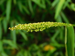 Panicum notatum