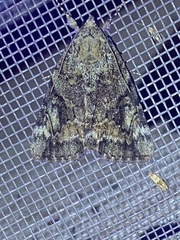 Catocala micronympha