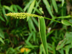 Panicum notatum
