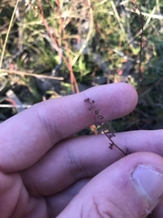 Haloragis heterophylla