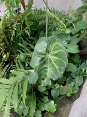 Anthurium clarinervium