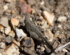 Lactista gibbosus