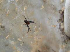 Nephilengys malabarensis