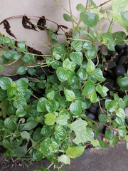 Peperomia pellucida