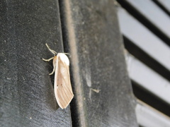 Creatonotos transiens