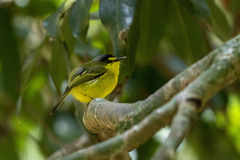 Todirostrum poliocephalum