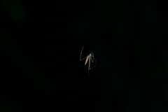 Coleosoma