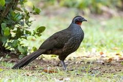 Penelope superciliaris