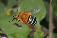 Amegilla cingulata